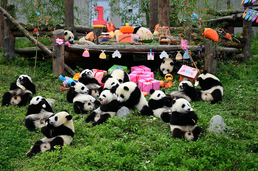 8D SPARK OF CHONGQING JIUZHAIGOU